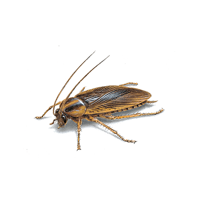 cockroach treatment