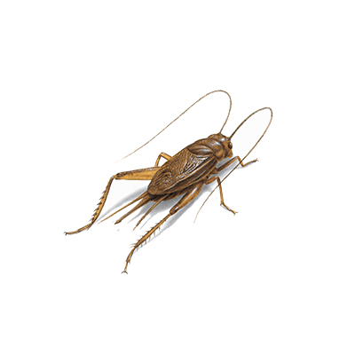 cricket treatment