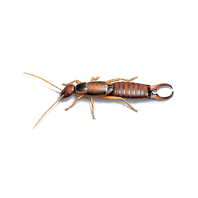 earwig treatment