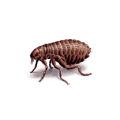 flea treatment