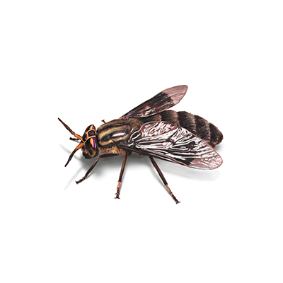 fly treatment