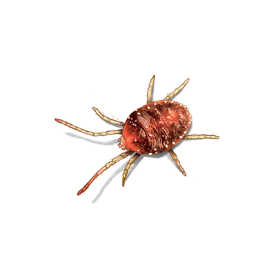 mite treatment