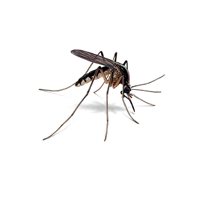 mosquito treatment