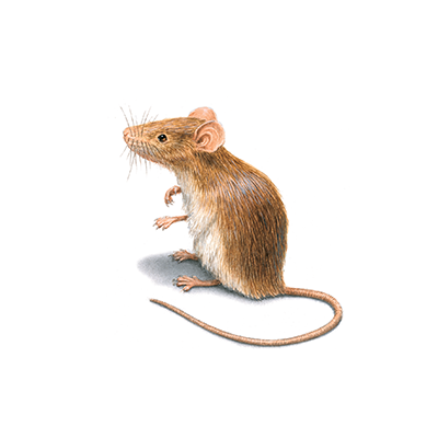 rodent treatment