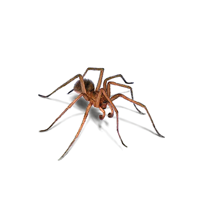 spider treatment
