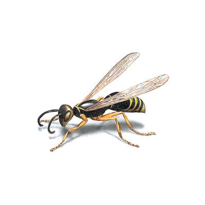 stinging pests treatment