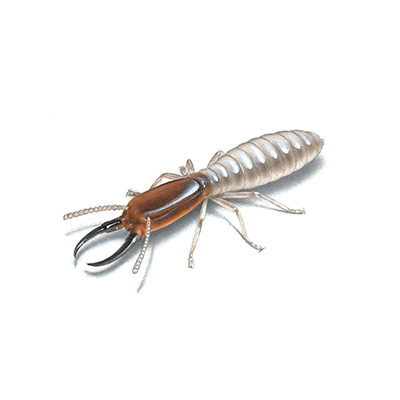 termite treatment