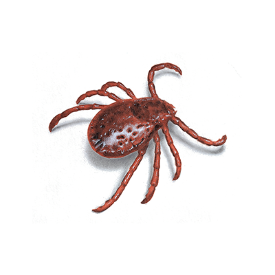 tick treatment