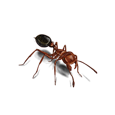 ant