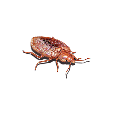 bedbug