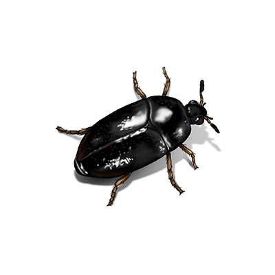 bettle