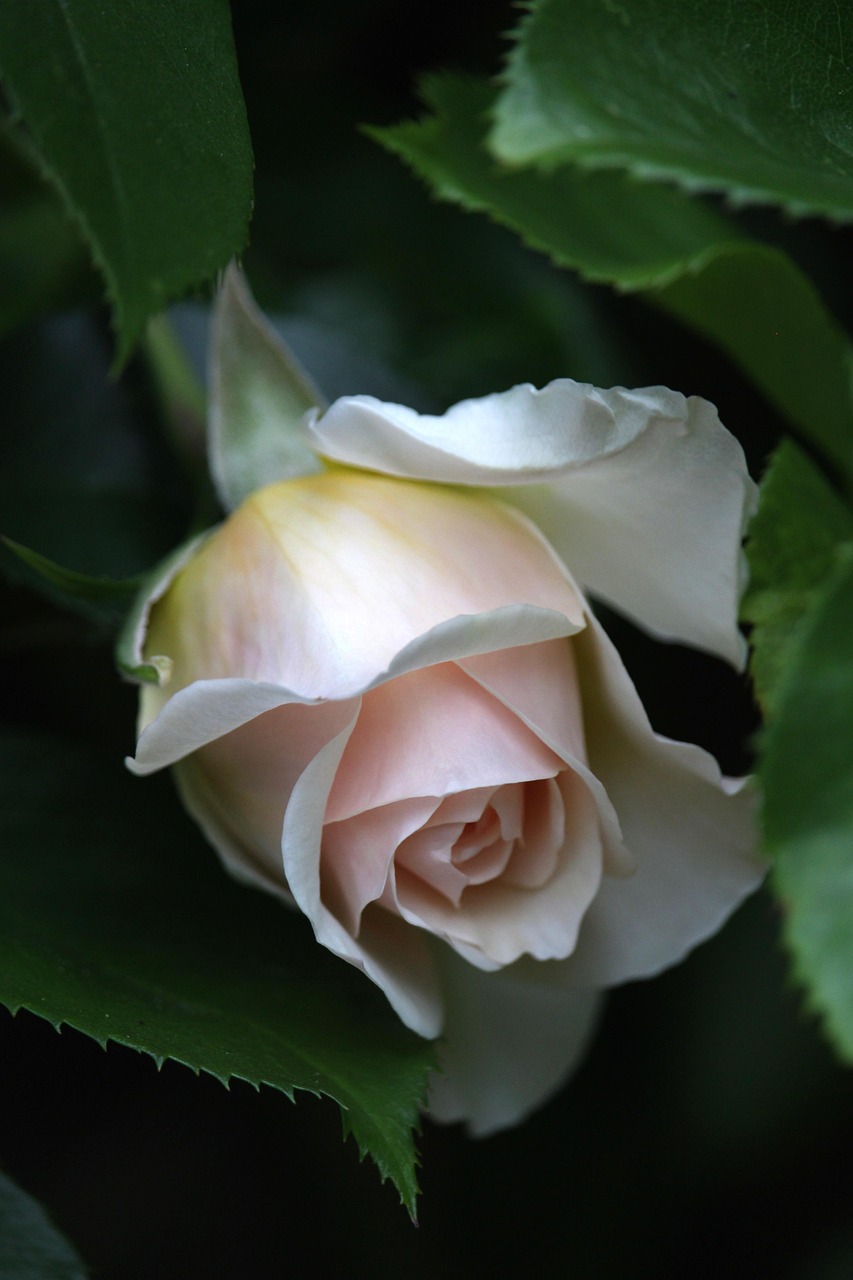rose, blossom, bloom, bud, rose flower, rosebud, rose blossom, flora, petals, nature, garden, climbing rose, scented rose, beauty, pure, white, flower bed, rose bed, bright, summer
