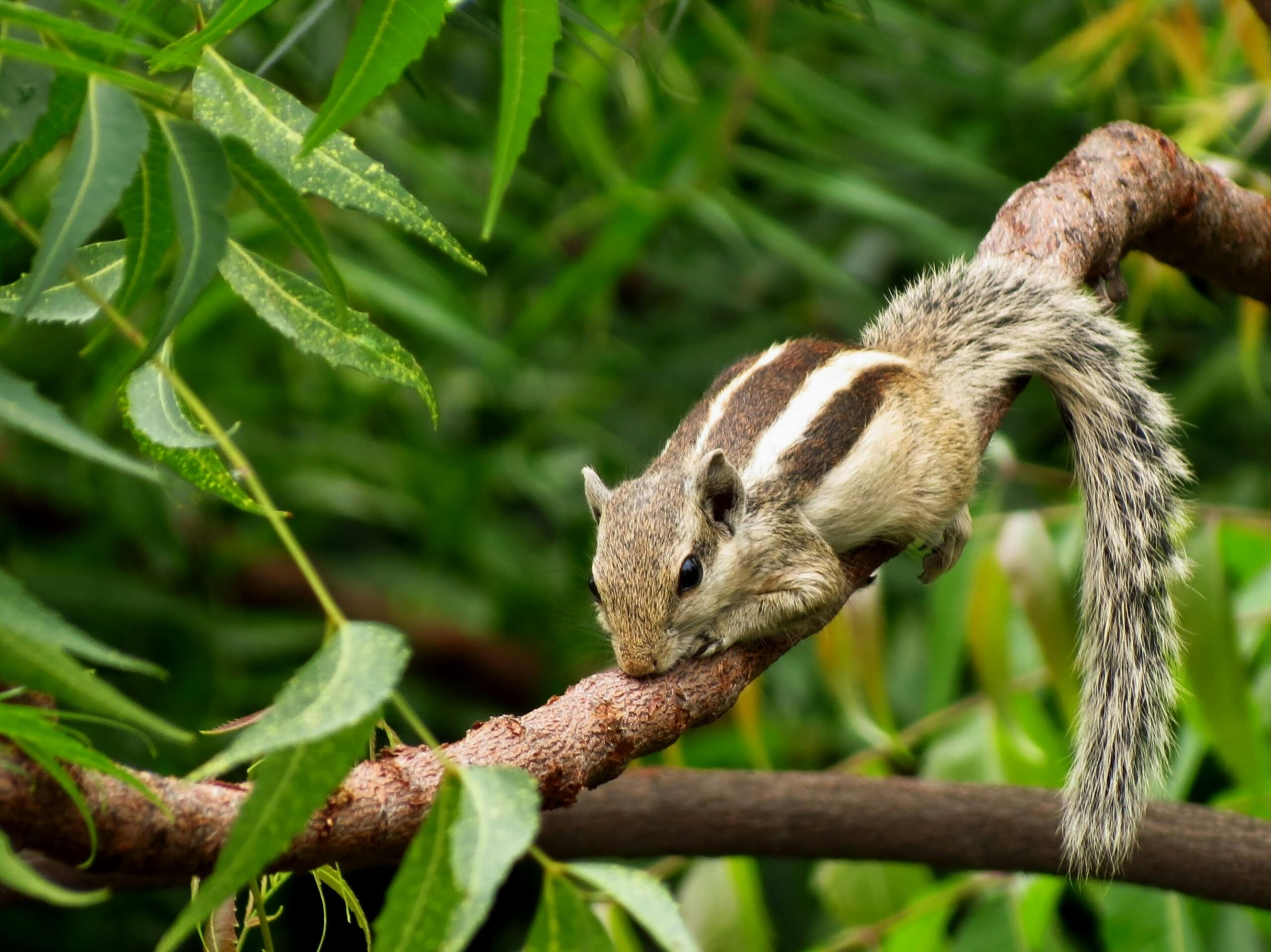 Close-up of an Indian palm squirrel resting on a branch surrounded by lush green leaves.