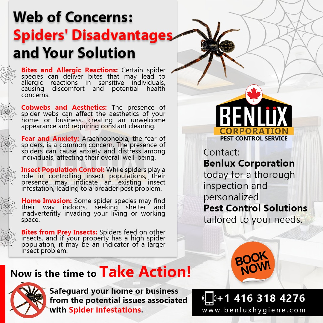 spiders